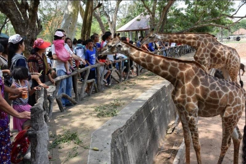 Khao Kheow Open Zoo Pattaya