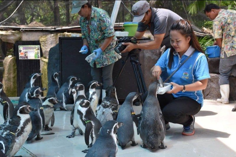 Khao Kheow Open Zoo Pattaya