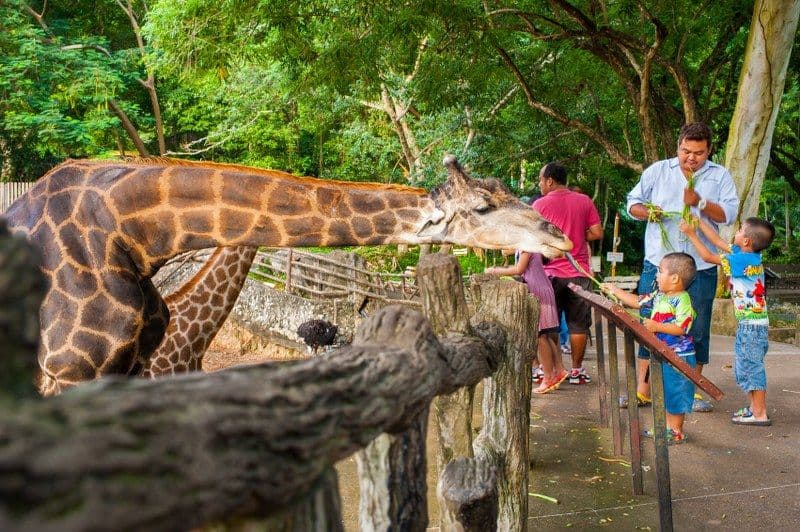 Khao Kheow Open Zoo Pattaya