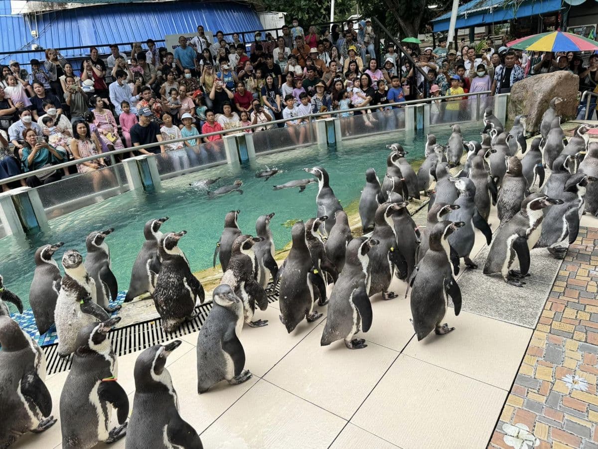 Khao Kheow Open Zoo Pattaya