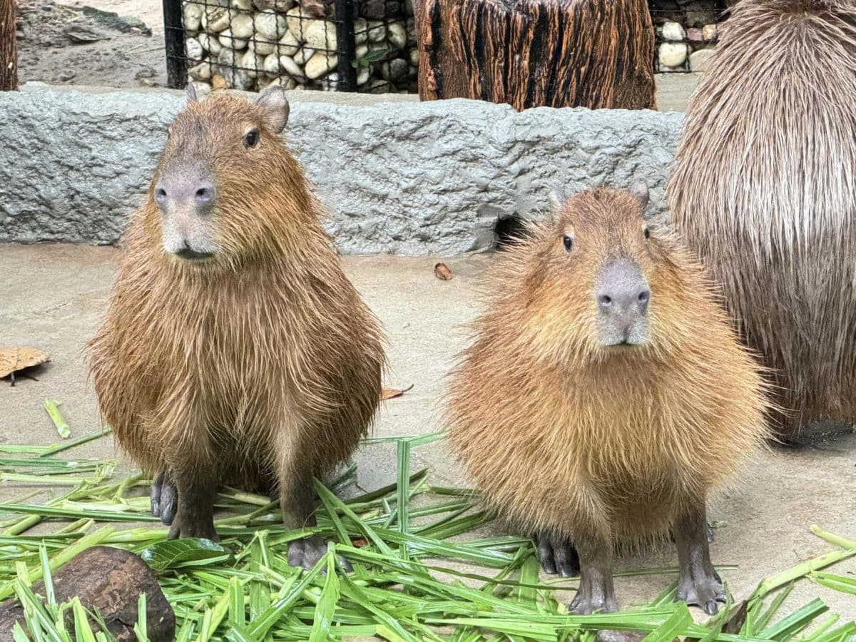 Khao Kheow Open Zoo Pattaya