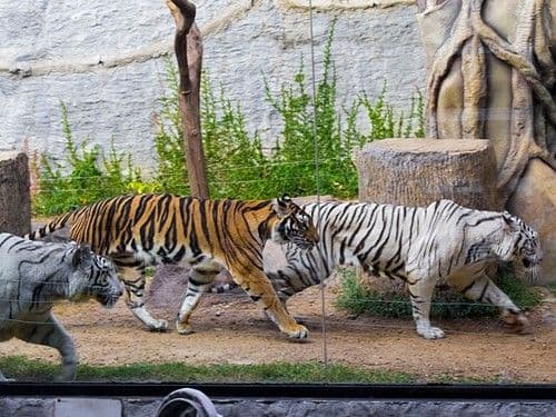 Chiang Mai Night Safari z transferem współdzielonym