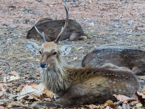 Chiang Mai Night Safari z transferem współdzielonym
