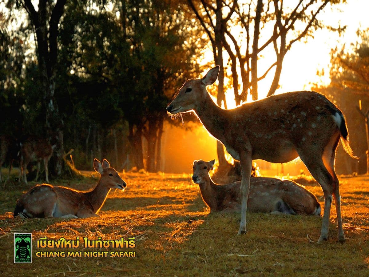 Chiang Mai Night Safari with Share Transfer
