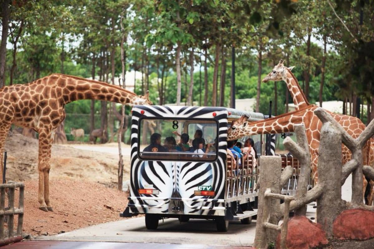 Chiang Mai Night Safari with Share Transfer