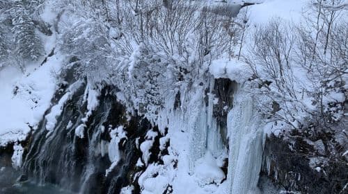 Hokkaido, Japan 1일 투어: Asahiyama Zoo/Shirahige Waterfall/Biei의 인스타그램 명소 나무/Furano 일일 투어
