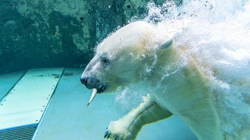 Asahiyama Zoo, Biei의 Instagram 명소 나무, 그리고 Shirahige Waterfall을 방문하는 Hokkaido, Japan 1일 투어