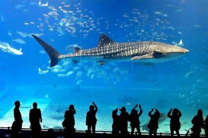 Pakiet Sealife Bangkok + Madame Tussauds Bangkok (Stawka grupowa)