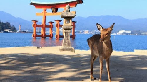 From Hiroshima: City and Miyajima Island 1-Day Bus Tour Day Tours