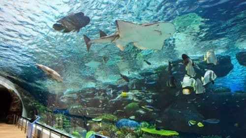 Port Of Nagoya Public Aquarium