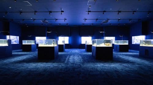 DMM Kariyushi Aquarium