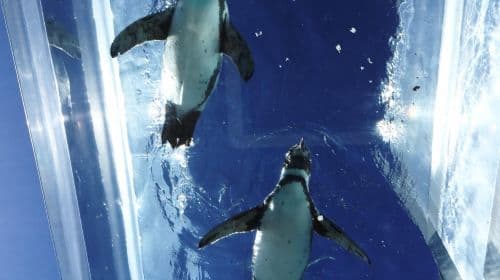 Echizen Matsushima Aquarium