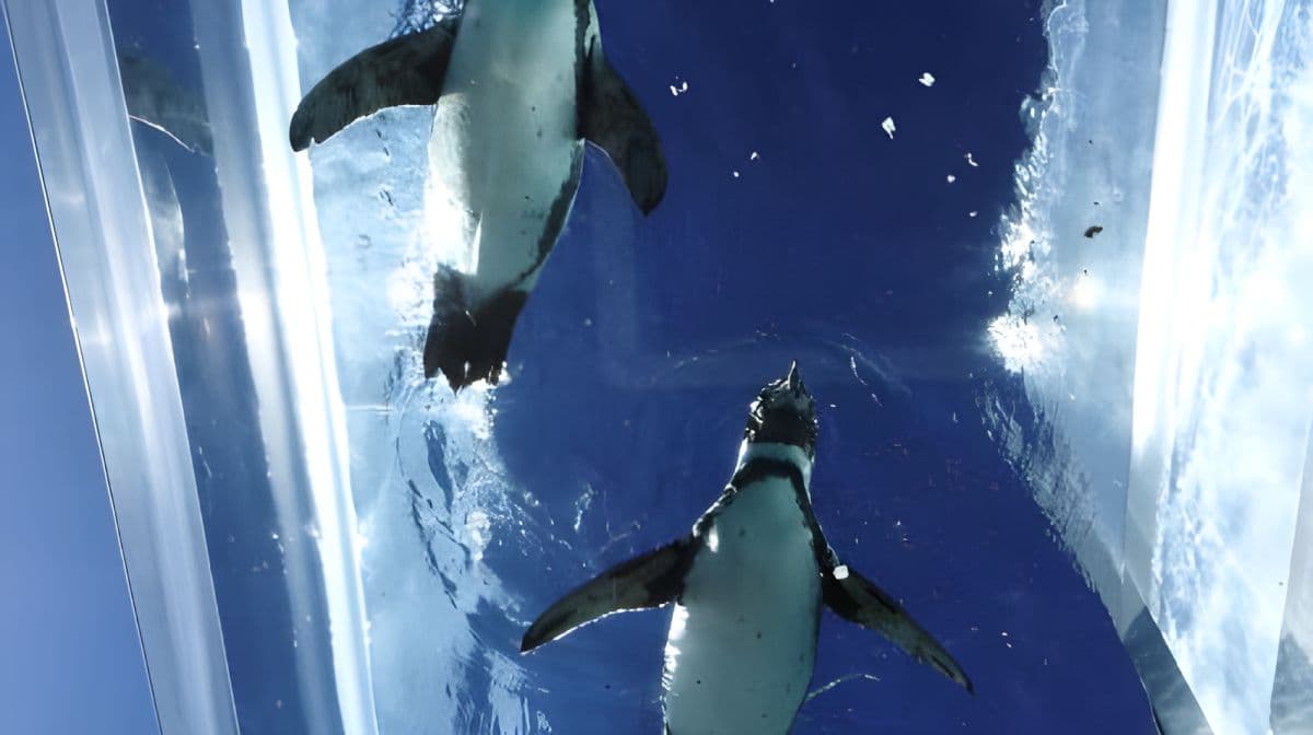Echizen Matsushima Aquarium