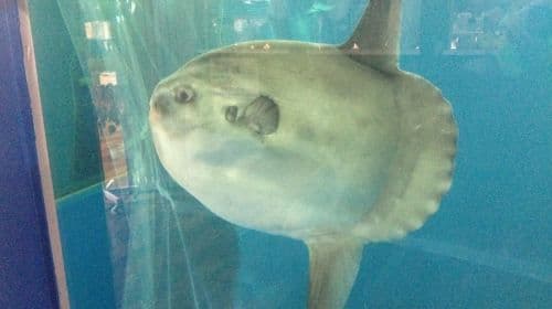 Echizen Matsushima Aquarium