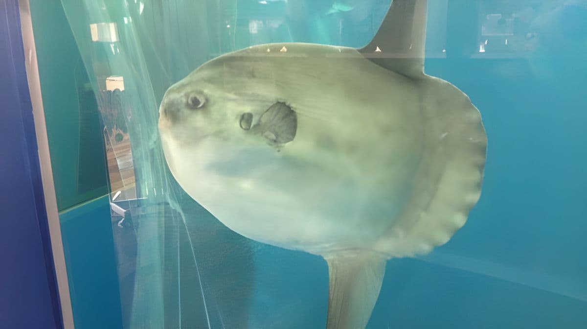 Echizen Matsushima Aquarium