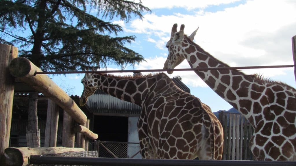 Gunma Safari Park