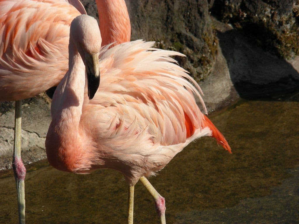 Gunma Safari Park
