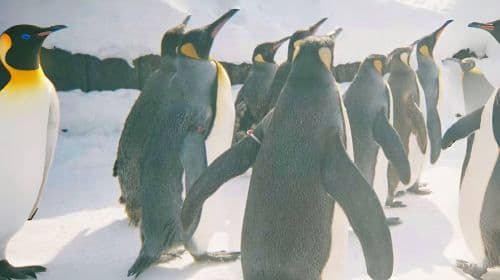 Sapporo 출발 Hokkaido 여름 모험: Asahiyama Zoo, Blue Pond & Shirahige Falls 일일 투어