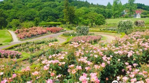 IBARAKI FLOWER PARK