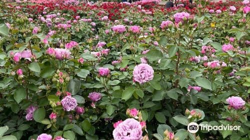 IBARAKI FLOWER PARK