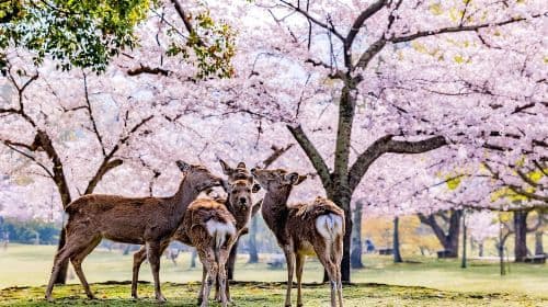 From Osaka: Nara Deer & Kyoto Kiyomizudera Sightseeing Tour Day Tours