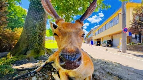 From Osaka: Nara Deer & Kyoto Kiyomizudera Sightseeing Tour Day Tours