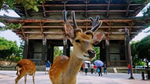 From Osaka: Nara Deer & Kyoto Kiyomizudera Sightseeing Tour Day Tours