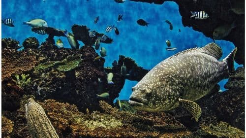 Kagoshima City Aquarium