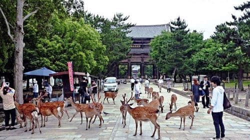 Vanuit Osaka: Nara, Kyoto, Fushimi Inari, Himeji en Kobe dagtochten