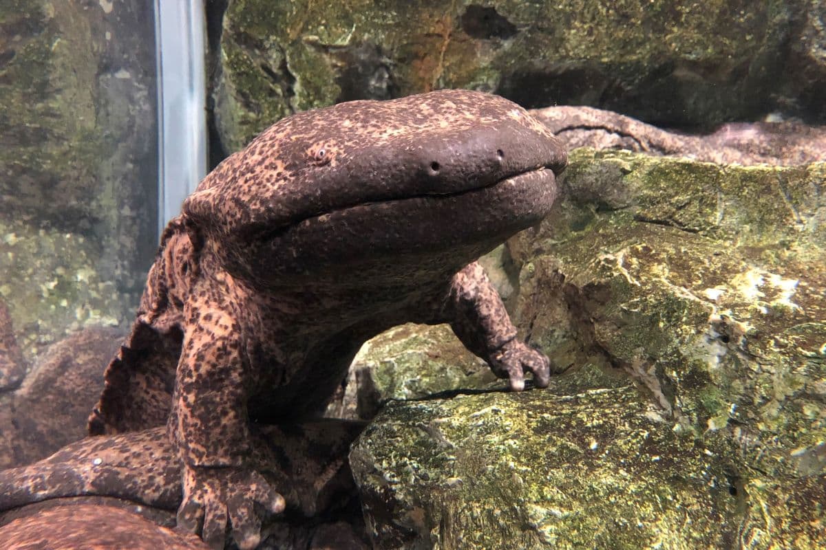 Kyoto Aquarium