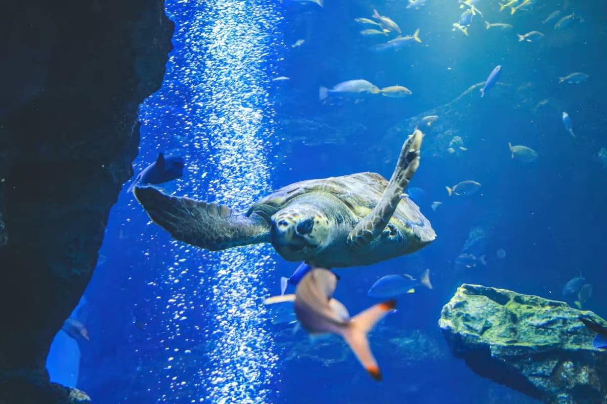 Kyoto Aquarium