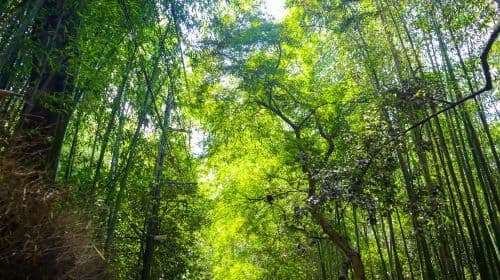 Kyoto Fushimi Inari Taisha + Nara Park + Arashiyama 1日ツアー