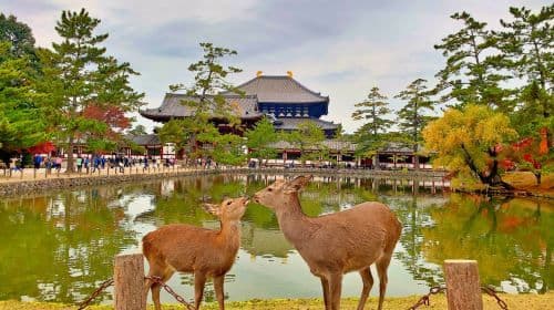 Kyoto Fushimi Inari Taisha + Nara Park + Arashiyama 1日ツアー