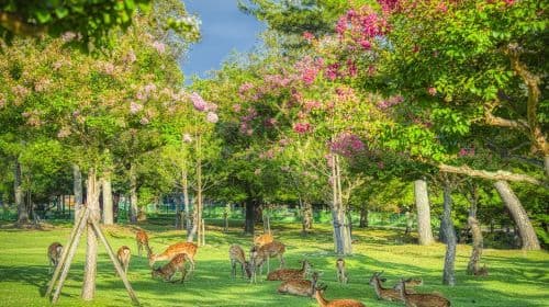 Kyoto Fushimi Inari Taisha + Nara Park + Arashiyama 1日ツアー