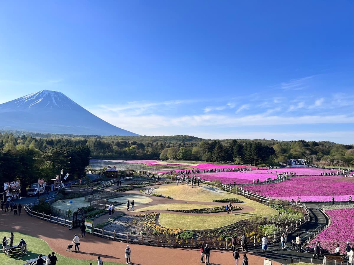 Fuji Shibazakura Festival Admission