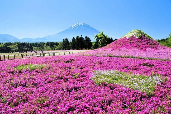 Fuji Shibazakura Festival Admission