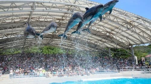 Naha: North Okinawa Sightseeing Tour & Churaumi Aquarium Day Tours