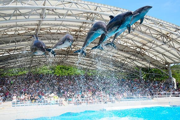 Okinawa Churaumi Aquarium