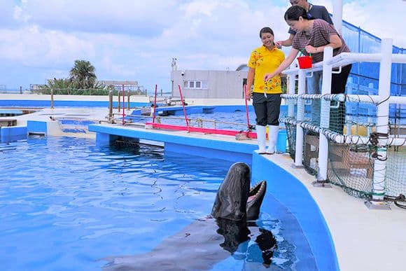 Okinawa Churaumi Aquarium