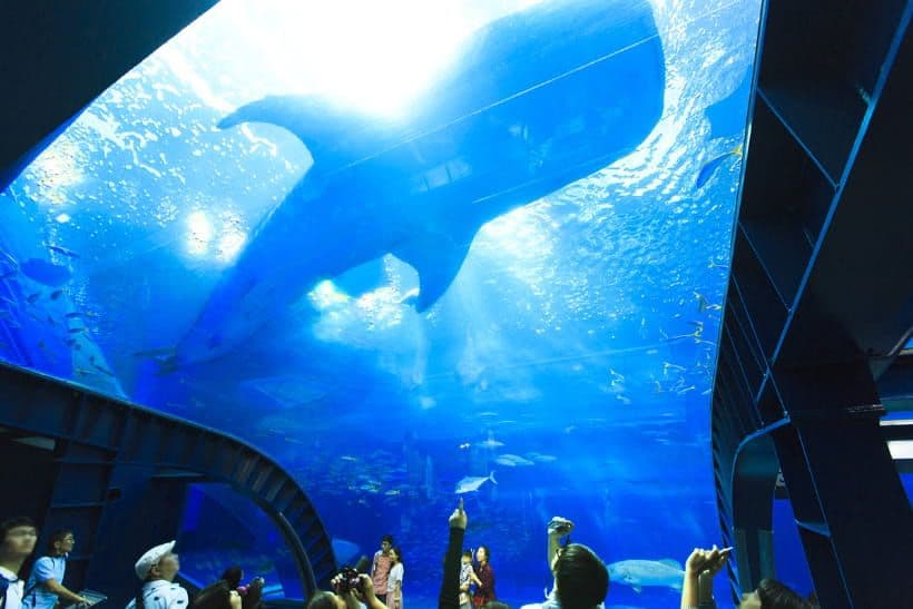 Okinawa Churaumi Aquarium