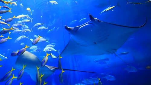 Okinawa CHURAUMI Aquarium with AMERICAN Village Day Tours