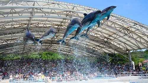 Okinawa CHURAUMI Aquarium with AMERICAN Village Day Tours