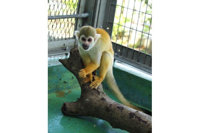 Okinawa Zoo & Museum