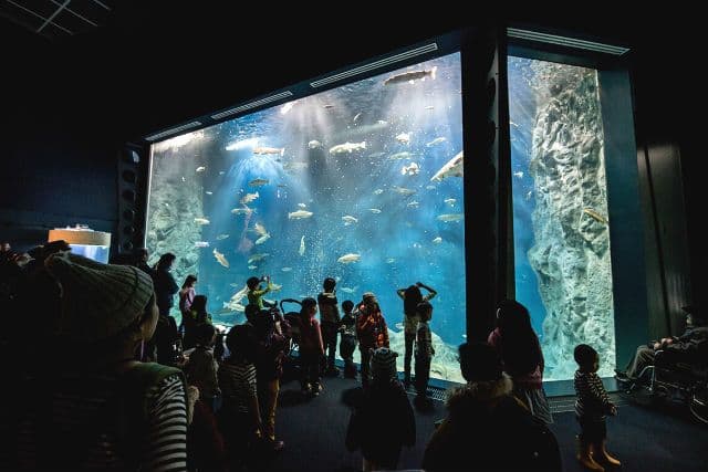 Salmon Hometown Chitose Aquarium