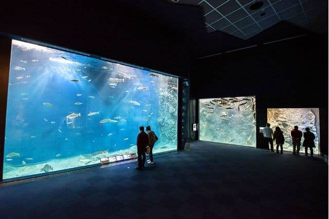 Salmon Hometown Chitose Aquarium