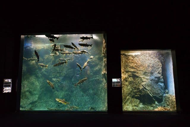Salmon Hometown Chitose Aquarium