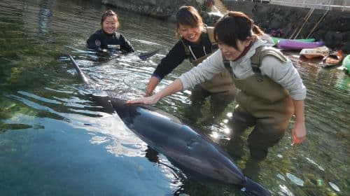 Shimoda Floating Aquarium