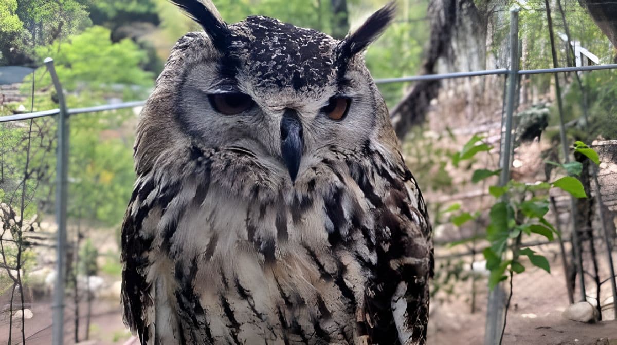 Shirotori Zoo