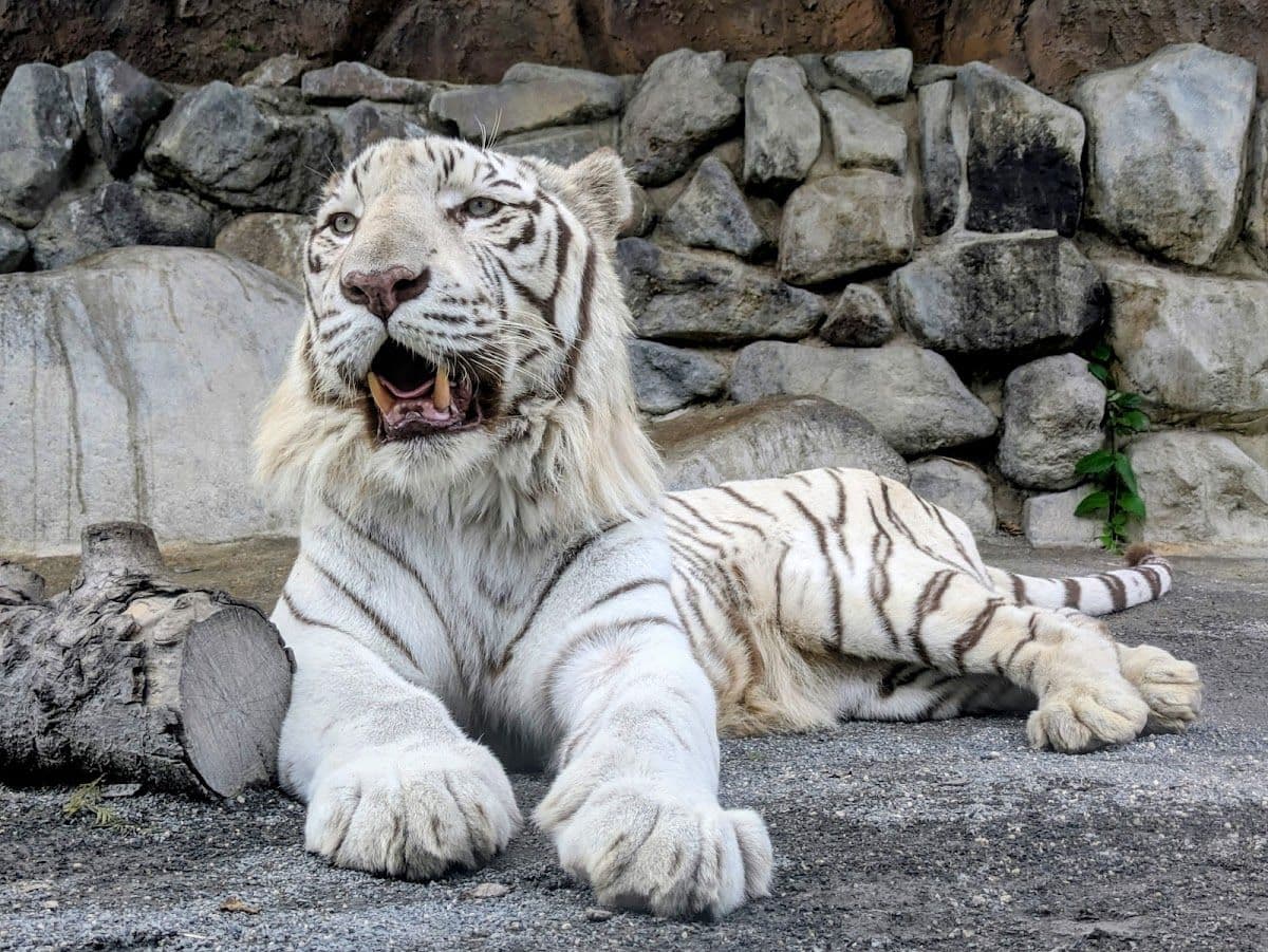 Tobu Zoo