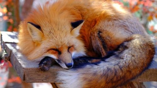 Ginzan Onsen en Zao Fox Village 1-daagse tour van Sendai Day Tours
